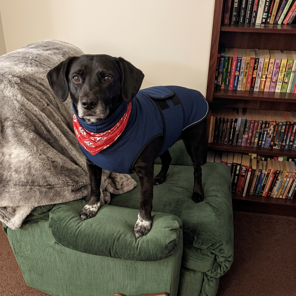 Customer photo: dog wearing HushPup suit, relaxed and calm